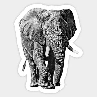 African Elephant Full Figure Wildlife Sticker